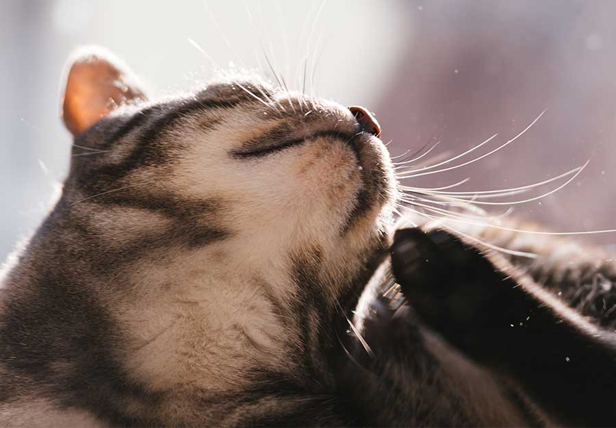 Cat Dandruff 5 Simple Solutions for Your Cat's Dry Skin